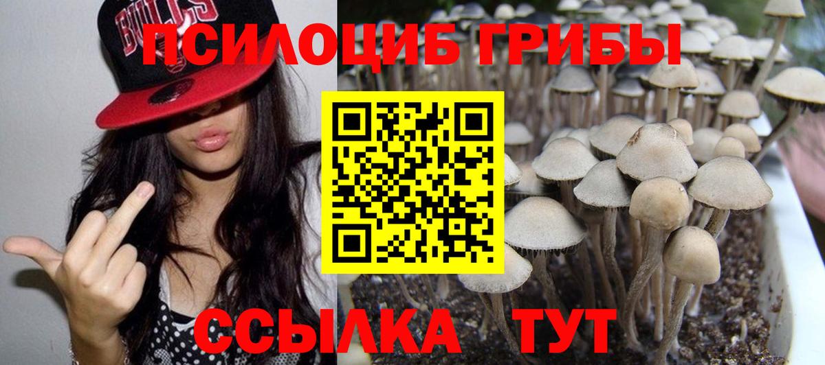 Губкинский  Псилоцибиновые грибы GOLDEN TEACHER  Вход с VPN  Псилоцибиновые грибы Psilocybine cubensis 
